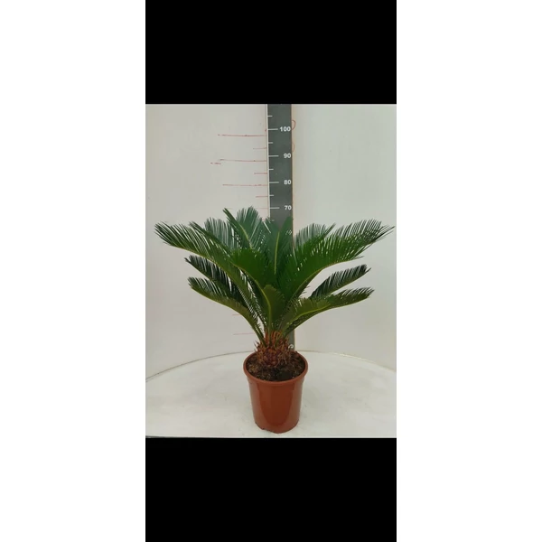 Szágópálma CYCAS REVULATA 50CM K5
