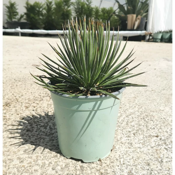 Agávé AGAVE GEMINIFLORA K1,5