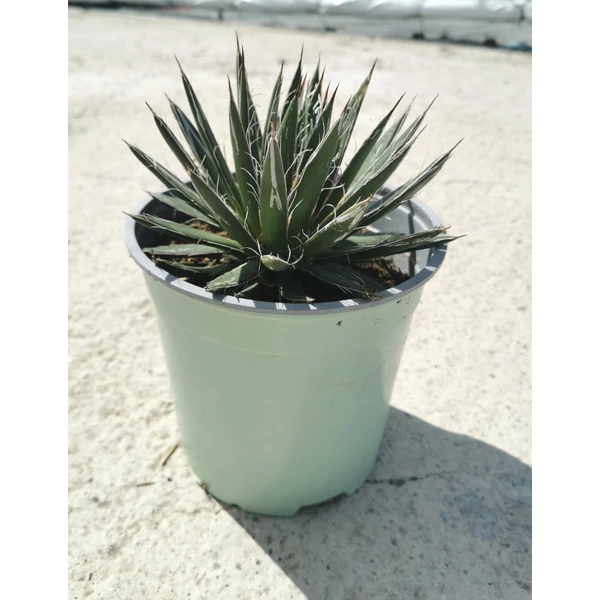 Közönséges agávé AGAVE SCHIDIGERA WHITE STRIPE K1,5