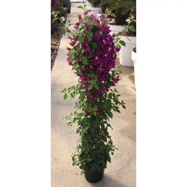 Murvafürt BOUGAINVILLEA CALIFORNIANA PIRAMIS K3  