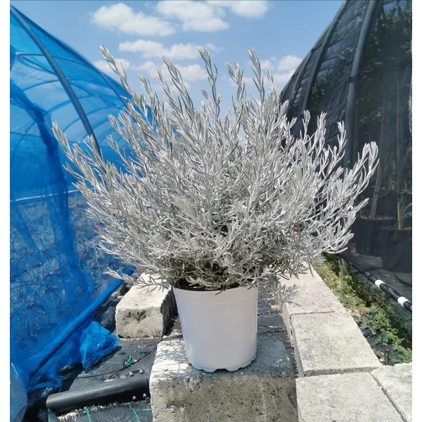 Nivea EREMOPHILA NIVEA K3