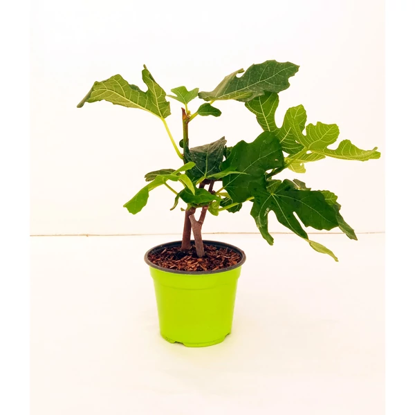 Füge FICUS CARICA 20/25 K1,5