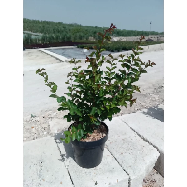 Kínai selyemmirtusz LAGERSTROEMIA INDICA DYNAMITE K4