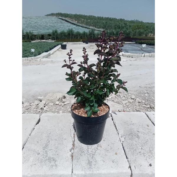 Kínai selyemmirtusz LAGERSTROEMIA INDICA RHAPSODY IN PINK K4