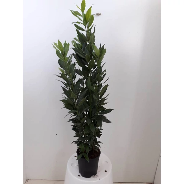 Fűszerbabér LAURUS NOBILIS K3