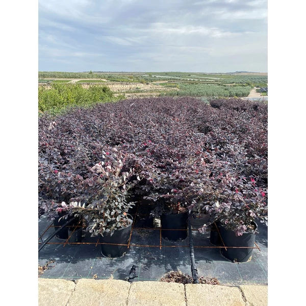 Kínai rojtosvirág LOROPETALUM CHINENSE BLACK PEARL K10