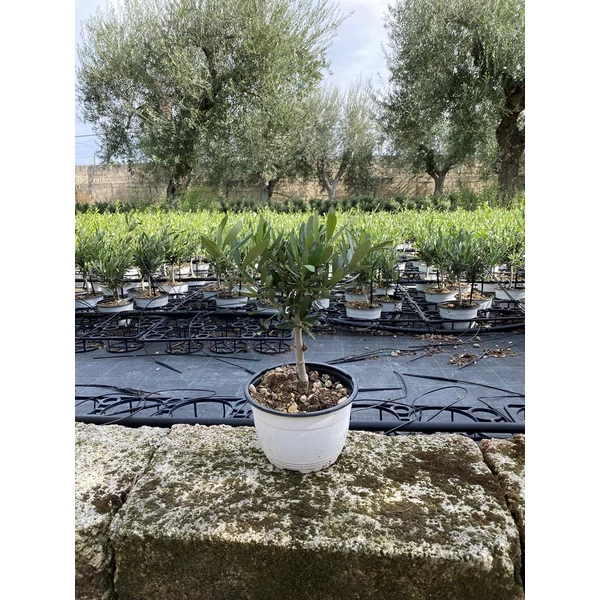 Olajfa OLEA EUROPAEA T1/4 K5