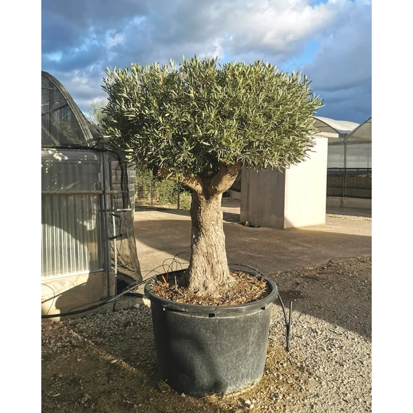 Olajfa OLEA EUROPAEA BONSAI 100/120 K350   