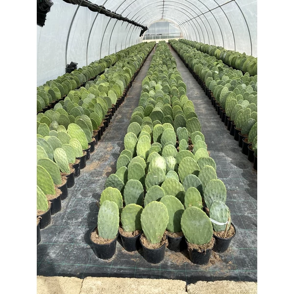Fügekaktusz OPUNTIA FICUS INDICA K3