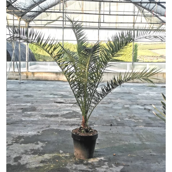 Datolyapálma PHOENIX CANARIENSIS 125/150 K30