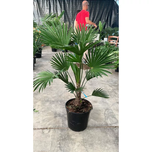 Kínai kenderpálma CHAMAEROPS WAGNERIANUS K15