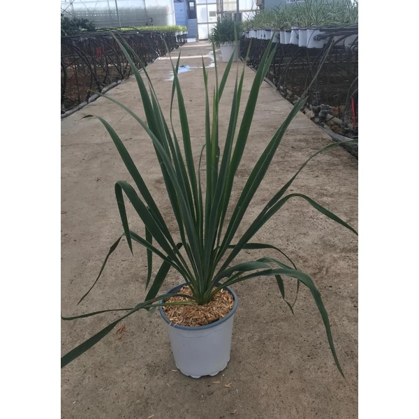 Fürtös pálmaliliom YUCCA FILAMENTOSA K3