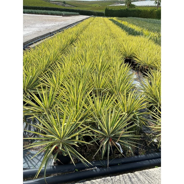 Fürtös pálmaliliomYUCCA FILAMENTOSA COLOR GUARD K9