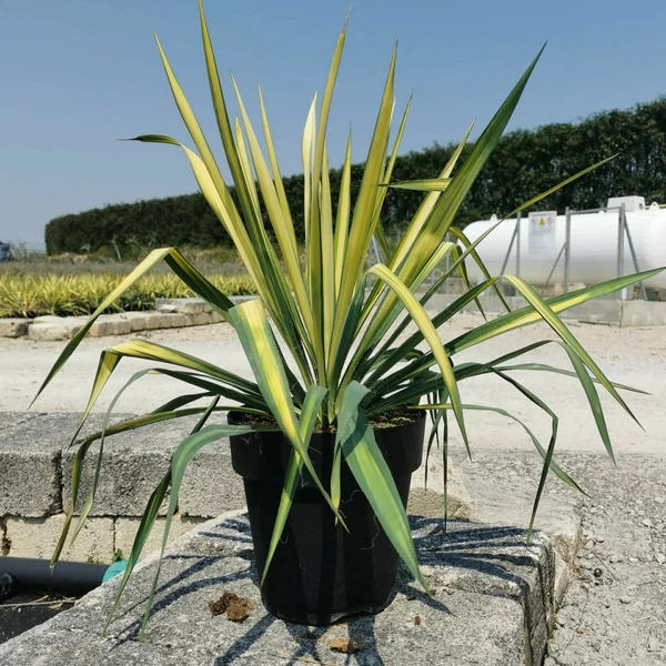 Fürtös pálmaliliom YUCCA FLACCIDA GOLDEN SWORD K9 