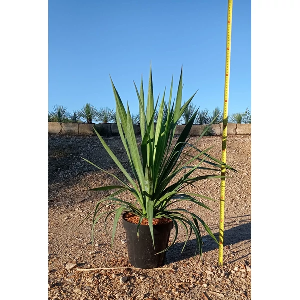 Pompás pálmaliliom YUCCA GLORIOSA K9
