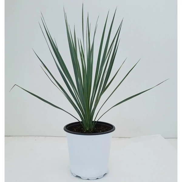 PálmaliliomYUCCA ROSTRATA K3