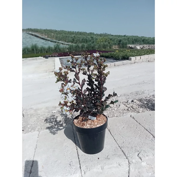 Kínai selyemmirtusz LAGERSTROEMIA INDICA COCONUT SORBET K4