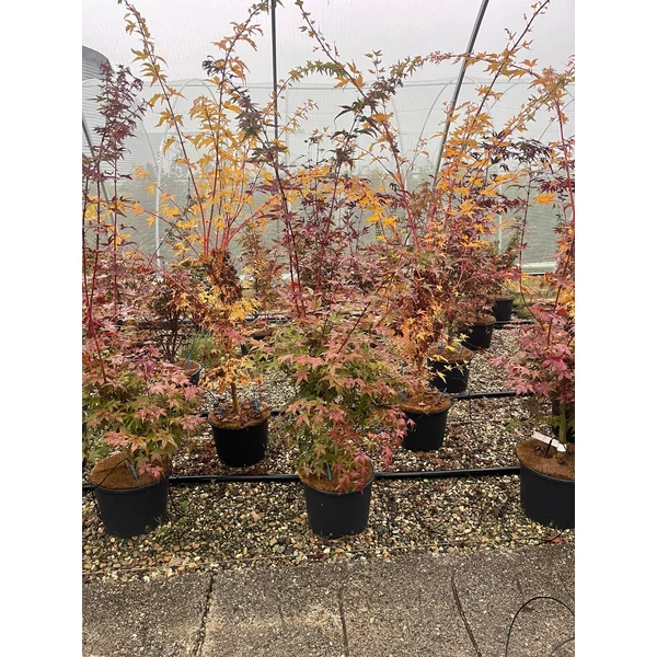 Japán juhar ACER PALMATUM DESHOJO 100/+ K7,5