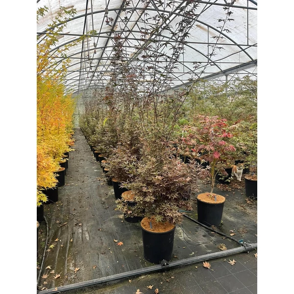 Japán juhar ACER PALMATUM SKEETER'S BROOM 180/+ K18