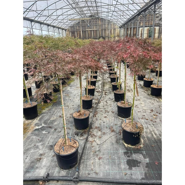 Japán juhar ACER PALMATUM STELLA ROSSA T80 K12