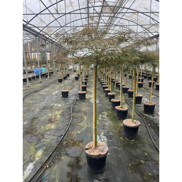 Japán juhar ACER PALMATUM DISSECTUM INABA SHIDARE T100 K15