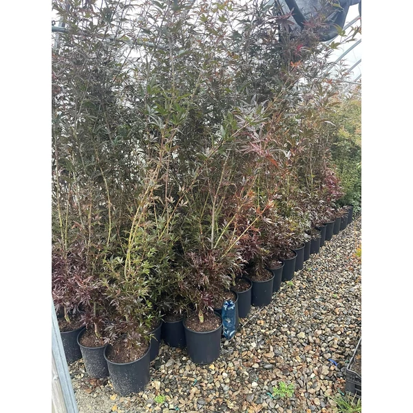 Japán juhar ACER PALMATUM SANGO KAKU 170/+ K10