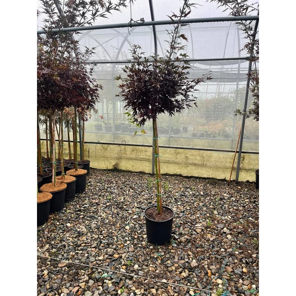 Japán juhar ACER PALMATUM SKEETER'S BROOM T80 K10