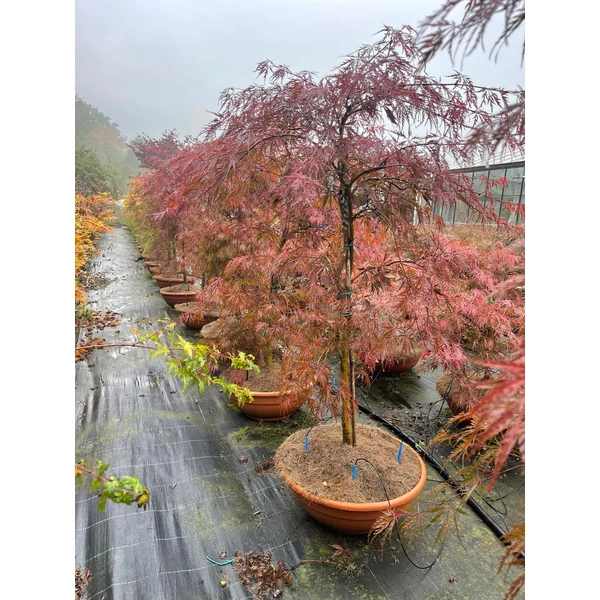 Szeldelt levelű japán ACER PALMATUM DISSECTUM INABA SHIDARE SZÖKŐKÚT FORMA K50
