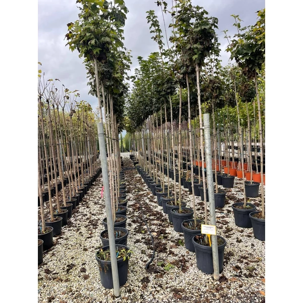 Gömbjuhar ACER PLATANOIDES GLOBOSUM T200 8/10 K30  