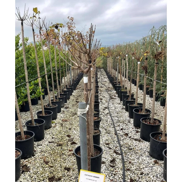 Gömb szivarfa CATALPA BIGNONIOIDES NANA T1/2 K18  