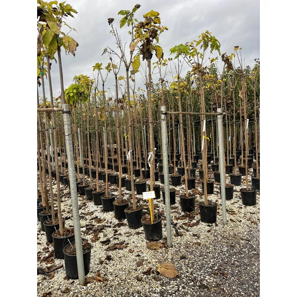 Gömb szivarfa CATALPA BIGNONIOIDES NANA T200 8/10+ K18  