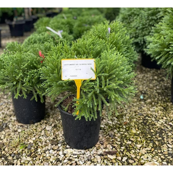 Törpe japán szugifenyő CRYPTOMERIA JAPONICA GLOBOSA NANA 40/+ K10