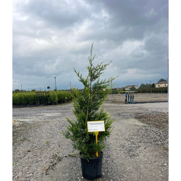 Arany lombú leyland ciprus CUPRESSOCYPARIS LEYLANDII CASTLEWELLAN GOLD 100/125 K9