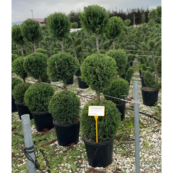 Arany lombú leyland ciprus CUPRESSOCYPARIS LEYLANDII CASTLEWELLAN GOLD 3 GÖMB 120/+ K25