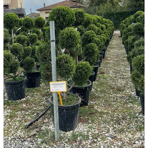Arany lombú leyland ciprus CUPRESSOCYPARIS LEYLANDII CASTLEWELLAN GOLD POM-PON 120/140 K25