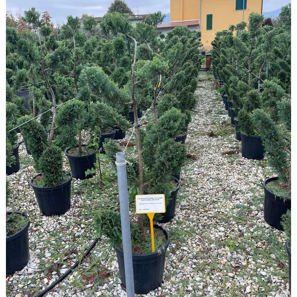 Arany lombú leyland ciprus CUPRESSOCYPARIS LEYLANDII CASTLEWELLAN GOLD BONSAI S FORMA 120/+ K25