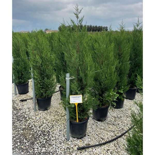 Leyland ciprus CUPRESSOCYPARIS LEYLANDII PYRAMIDALIS 150/175 K18