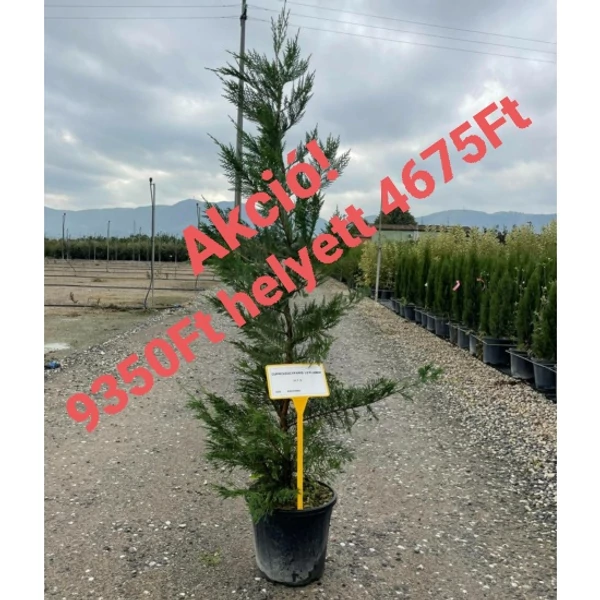Leyland ciprus CUPRESSOCYPARIS LEYLANDII K9 