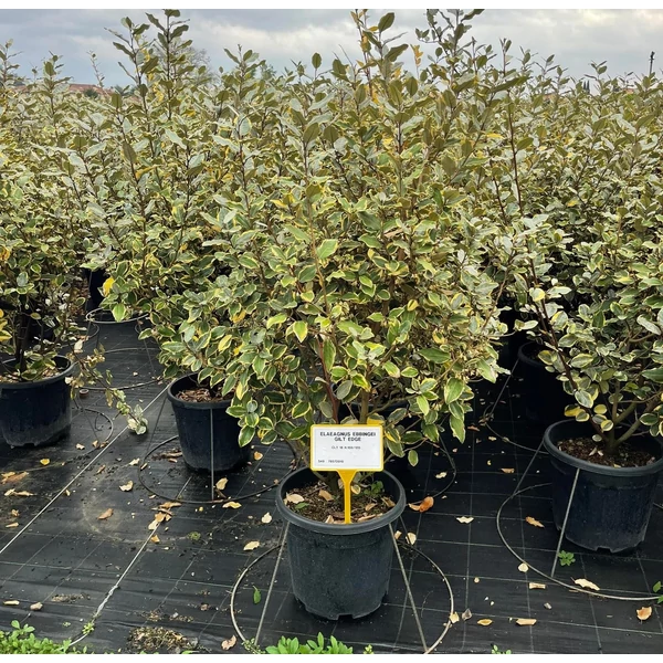 Tarka levelű ezüstfa ELAEAGNUS EBBINGEI GILT EDGE 100/125 K18