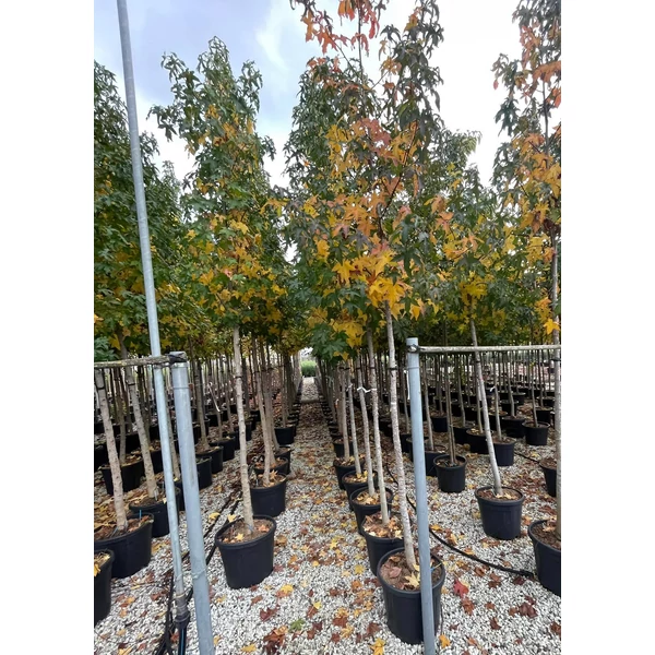 Amerikai ámbrafa LIQUIDAMBAR STYRACIFLUA T200 12/14 K45