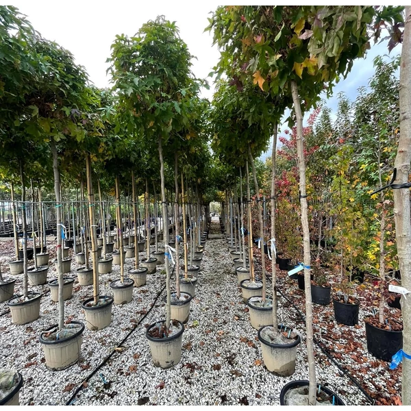 Amerikai ámbrafa LIQUIDAMBAR STYRACIFLUA GUMBALL T200 12/14 K30  
