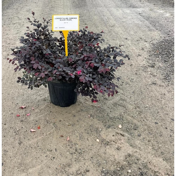 Kínai rojtosvirág LOROPETALUM CHINENSIS BLACK PEARL K9