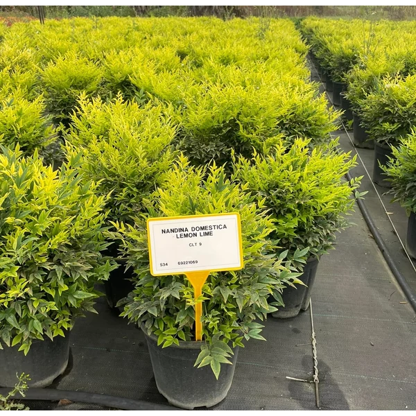 Japán szentfa NANDINA DOMESTICA LEMON LIME K9
