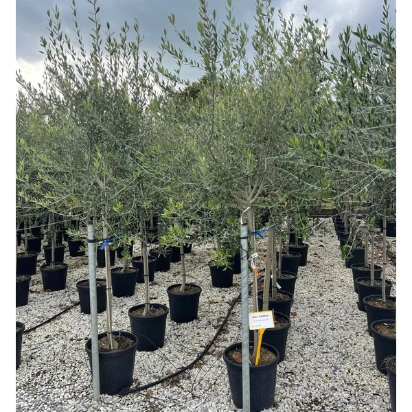 Olajfa OLEA EUROPAEA T1/2 8/10 K25