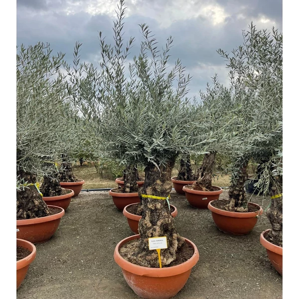 Olajfa OLEA EUROPAEA BONSAI LAPOS TÁLBAN K160   