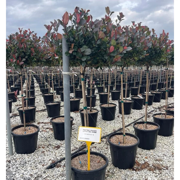 Örökzöld korallberkenye PHOTINIA FRASERI LITTLE RED ROBIN T1/2 K18  