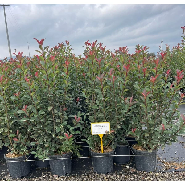 Örökzöld korallberkenye PHOTINIA FRASERI COMPACTA K9