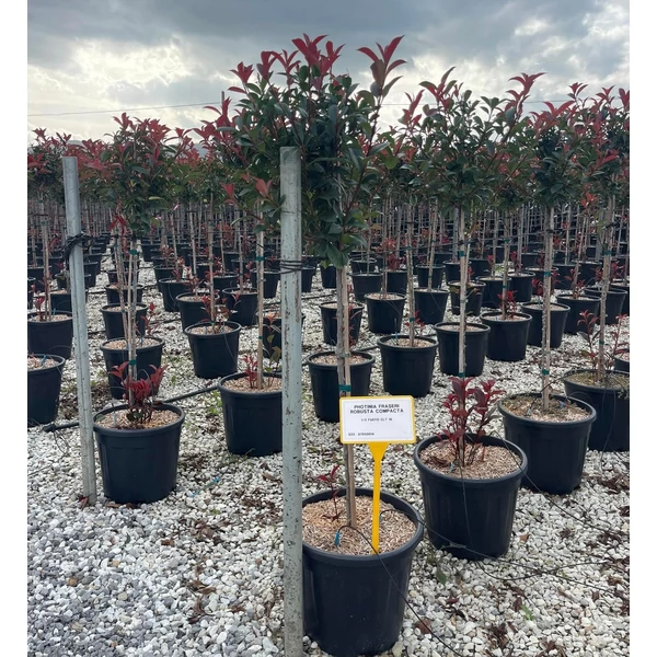 Örökzöld korallberkenye PHOTINIA FRASERI COMPACTA T1/2 K18 