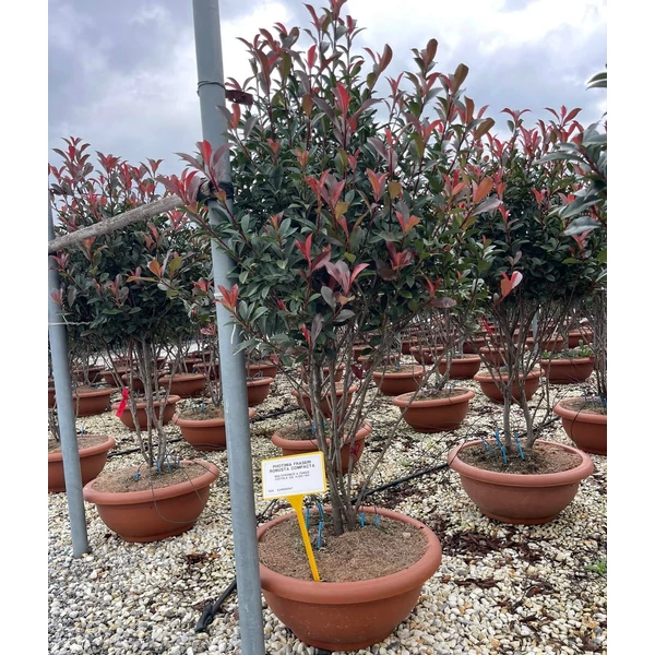 Örökzöld korallberkenye PHOTINIA FRASERI COMPACTA TÖBBTÖRZSES 125/150 K35  