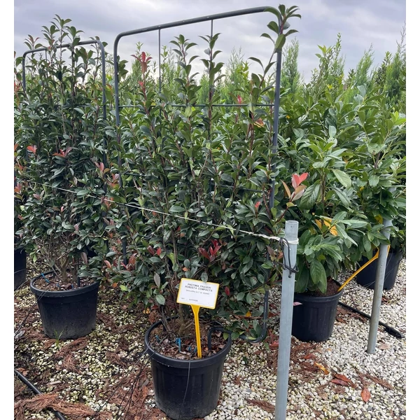 Örökzöld korallberkenye PHOTINIA FRASERI COMPACTA FAL 120×70 K35